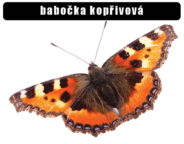 Babočka kopřivová