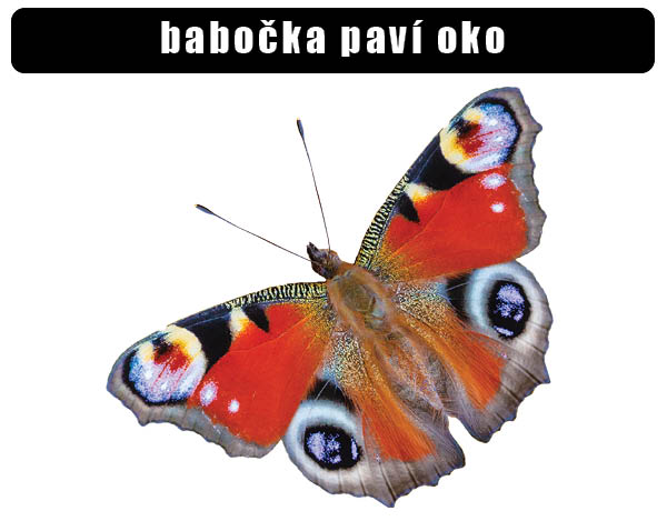 Babočka paví oko