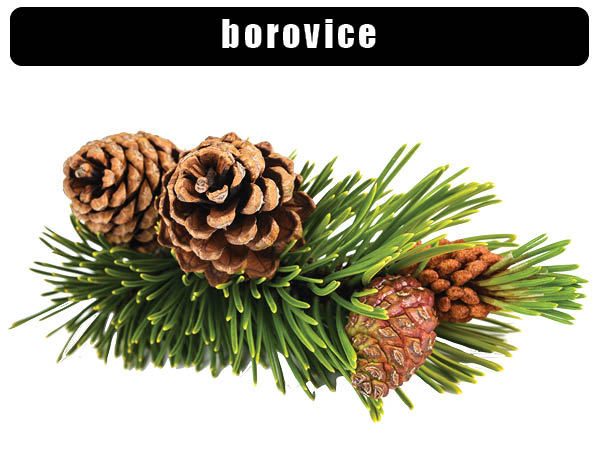 Borovice lesní