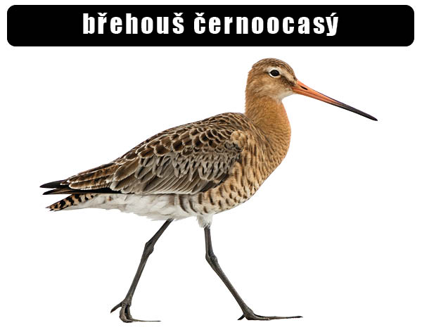 břehouš černoocasý