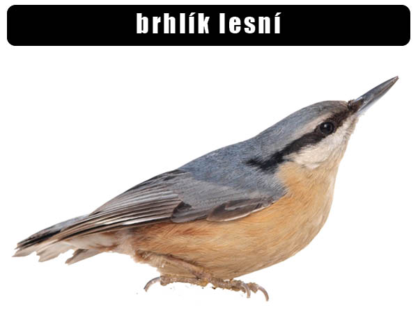 Brhlík lesní