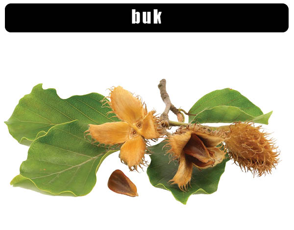 buk lesní