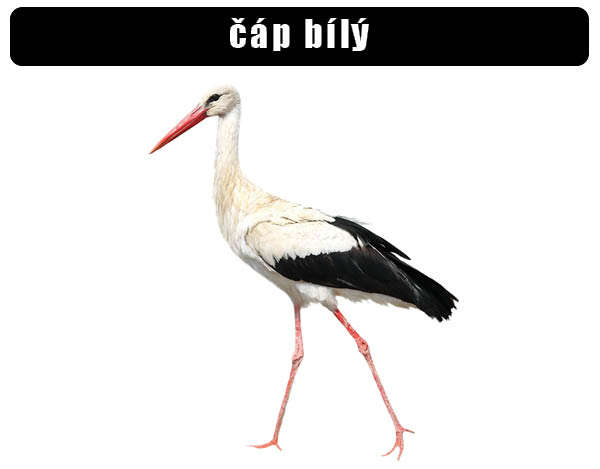 čáp bílý