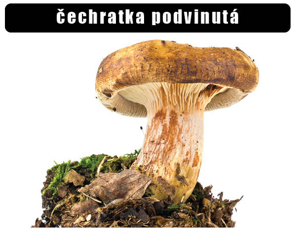 čechratka podvinutá