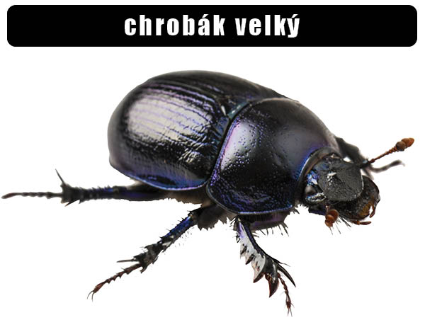 Chrobák velký