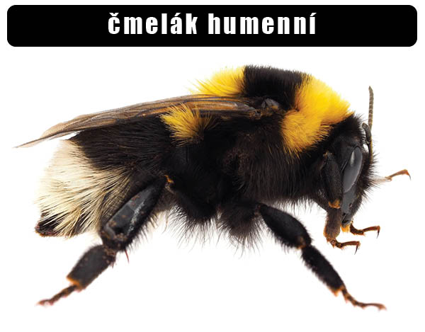 Čmelák humenní