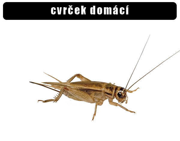 Cvrček domácí