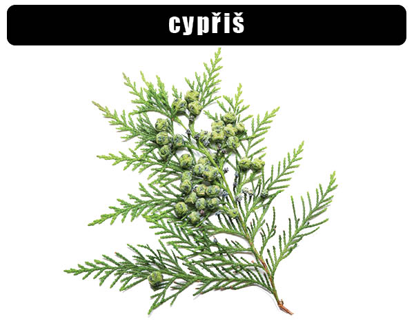 Cypřiš vždyzelený
