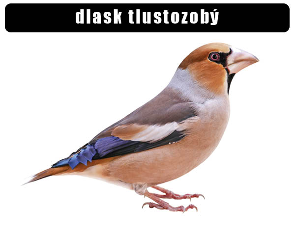 Dlask tlustozobý
