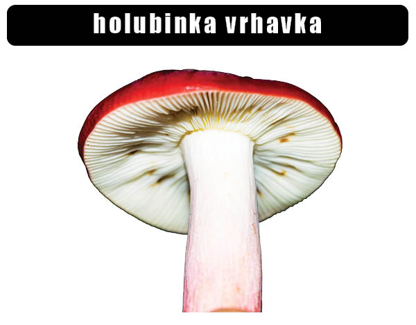 Holubinka vrhavka