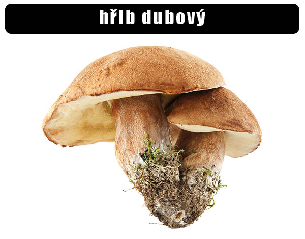 Hřib dubový