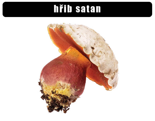 Hřib satan