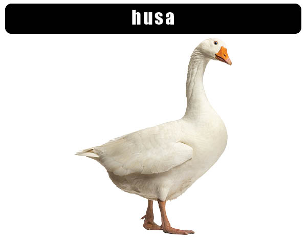 Husa domácí