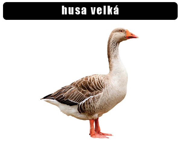 Husa velká