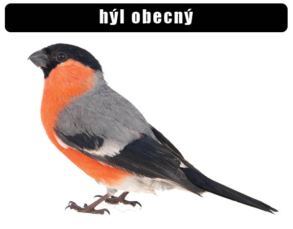 Hýl obecný
