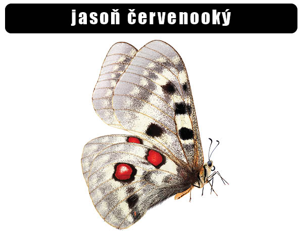 Jasoň červenooký