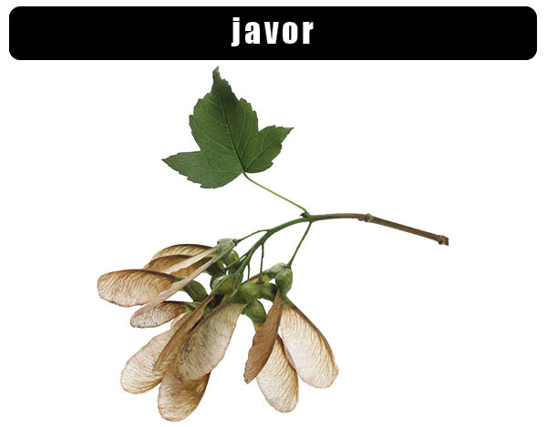 javor