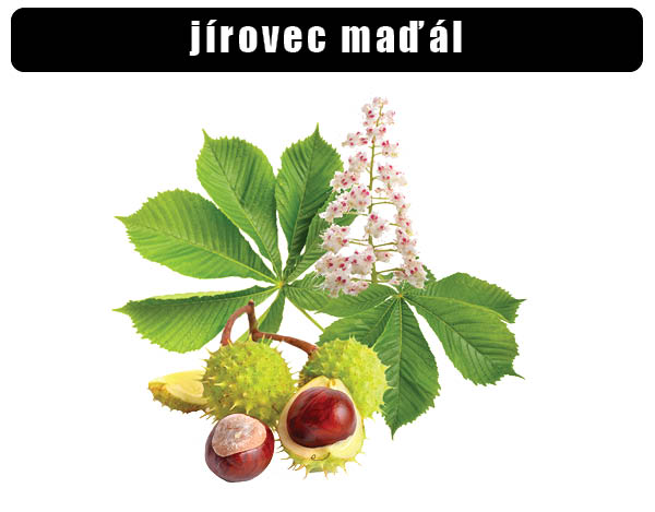 Jírovec maďál