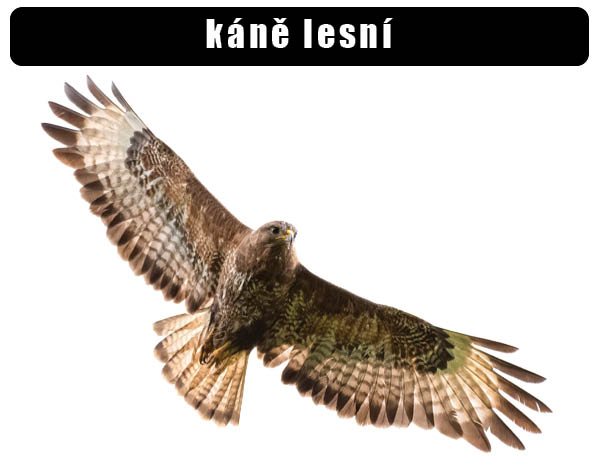 Káně lesní