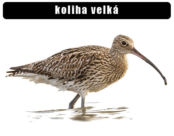 Koliha velká