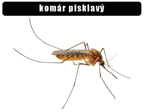 Komár pisklavý