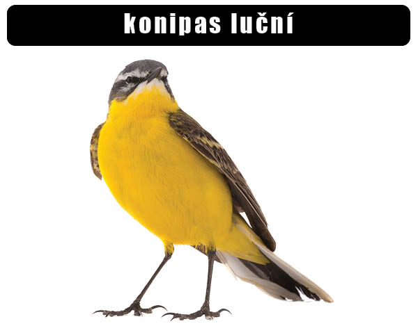 Konipas luční