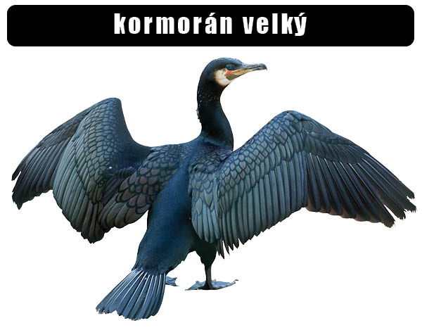 Kormorán velký