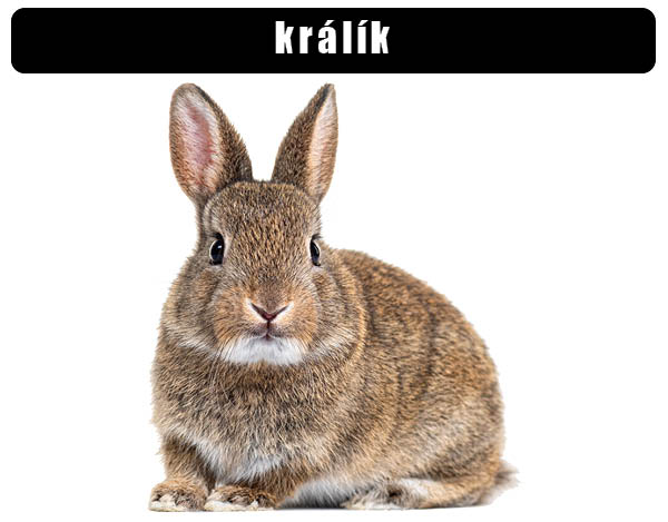 Králík domácí