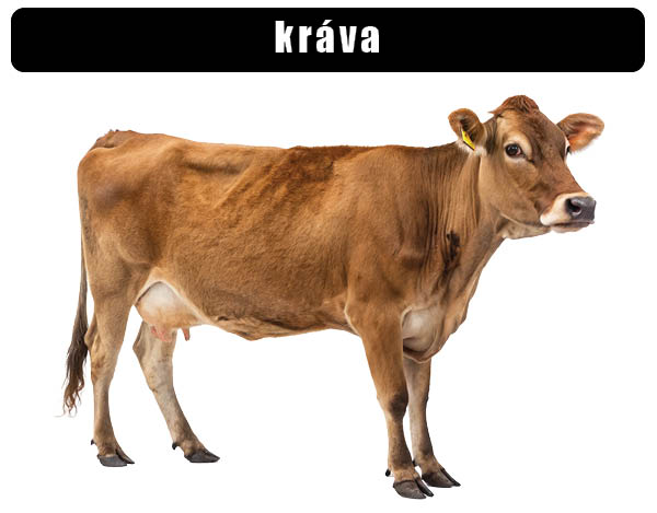 Kráva domácí