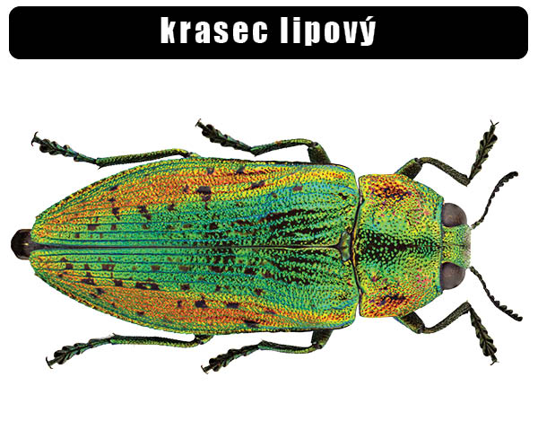 Krasec lipový