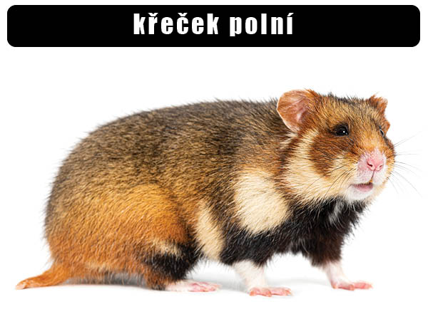 Křeček polní
