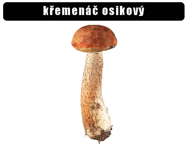 Křemenáč osikový