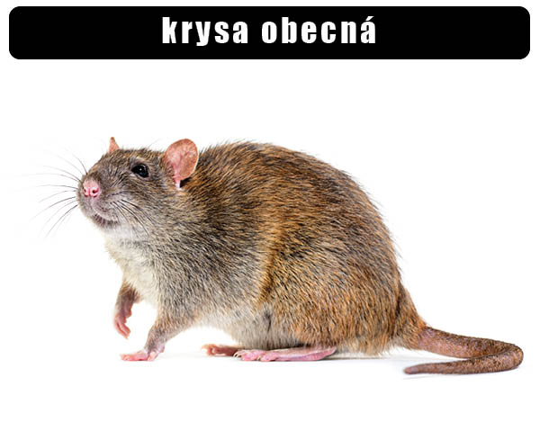 Krysa obecná