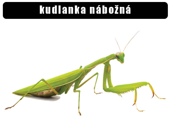 Kudlanka nábožná
