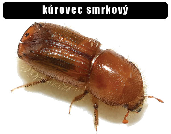 Kůrovec smrkový