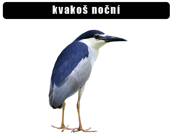/kvakoš noční