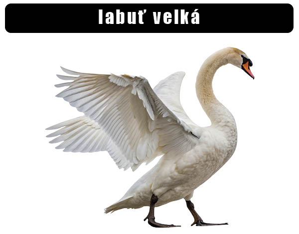 labuť velká