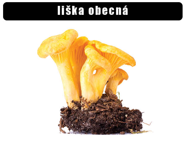 Liška obecná