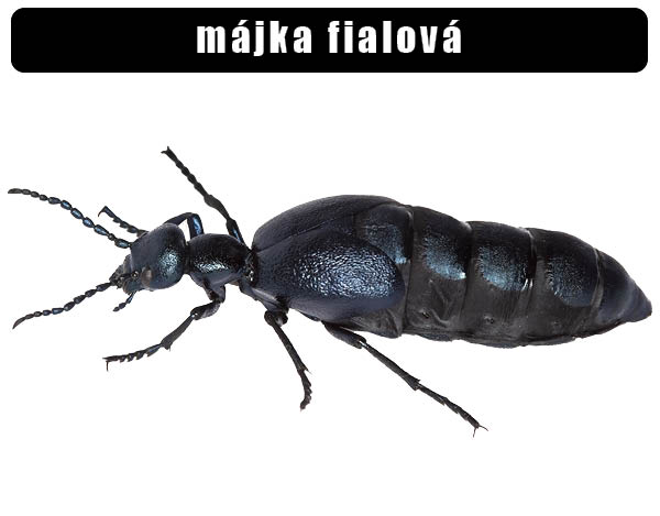 Májka fialová