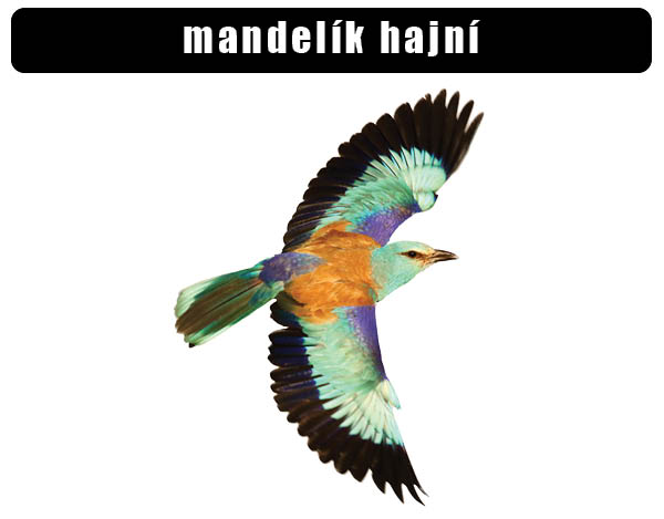 mandelík hajní