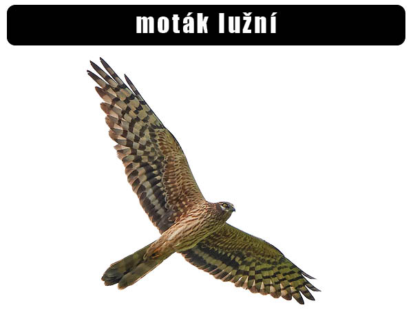 Moták lužní