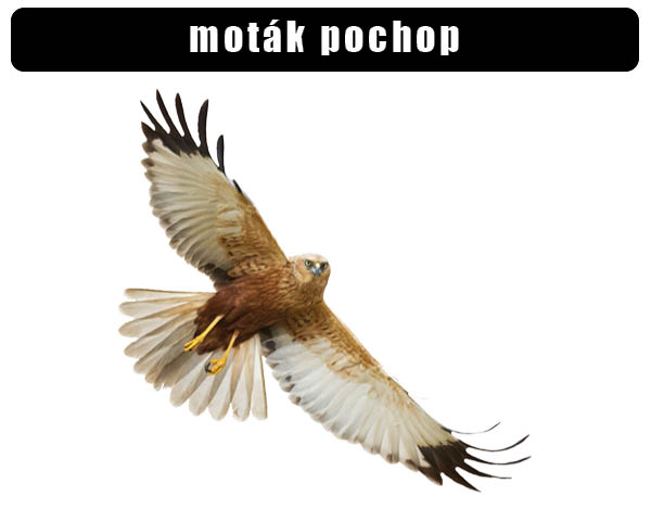 Moták pochop