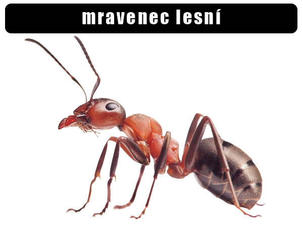 Mravenec lesní