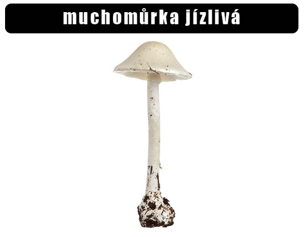 mochomůrka jízlivá