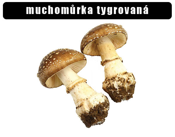 mochomůrka taygrovaná