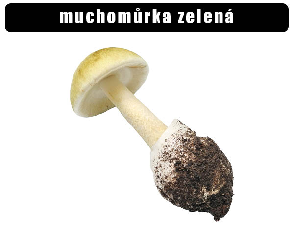 Mochomůrka zelená