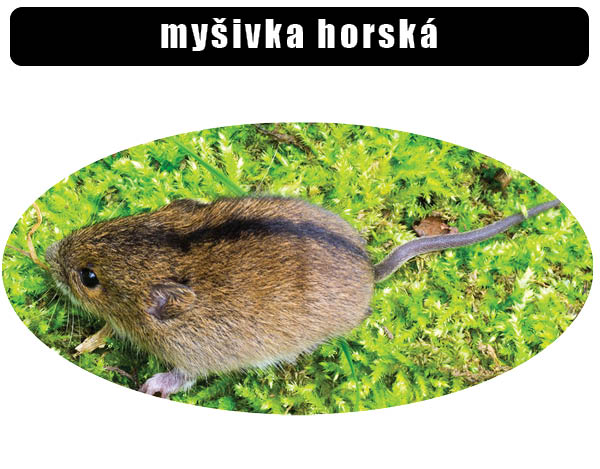 Myšivka horská