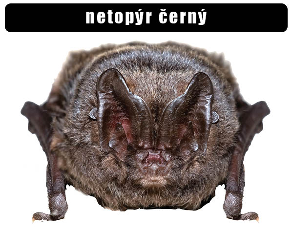 Netopýr černý