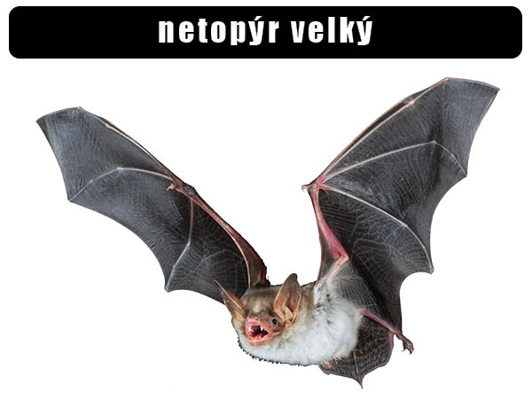 Netopýr velký