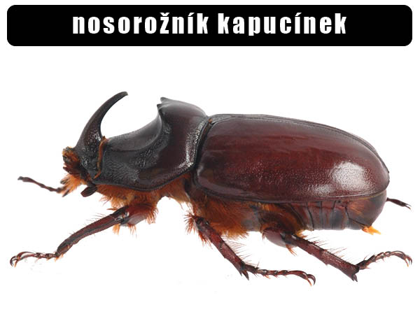 Nosorožník kapucínek